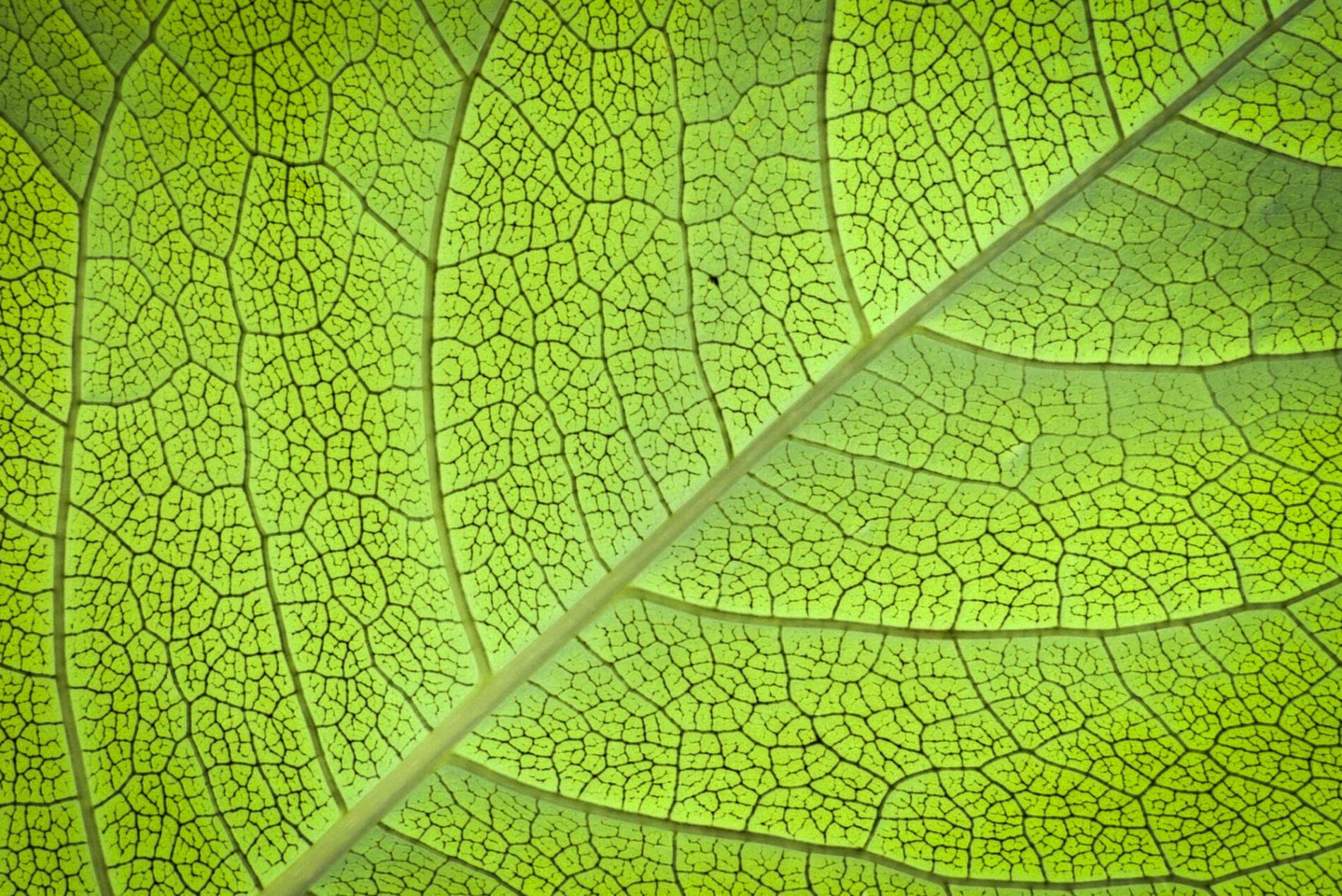 Cellulose on a leaf.