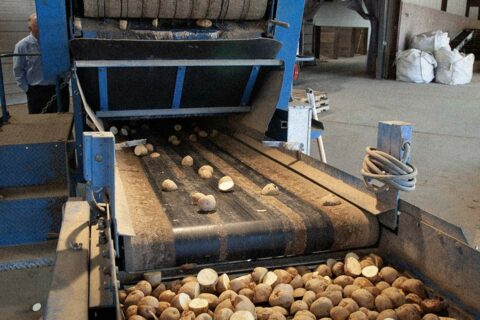 Conveyor belt of potatoes in a farm processor.