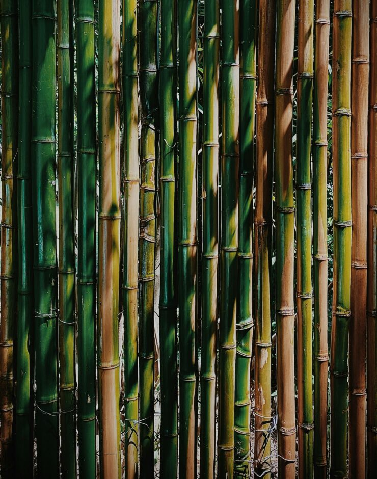 Row of bamboo.