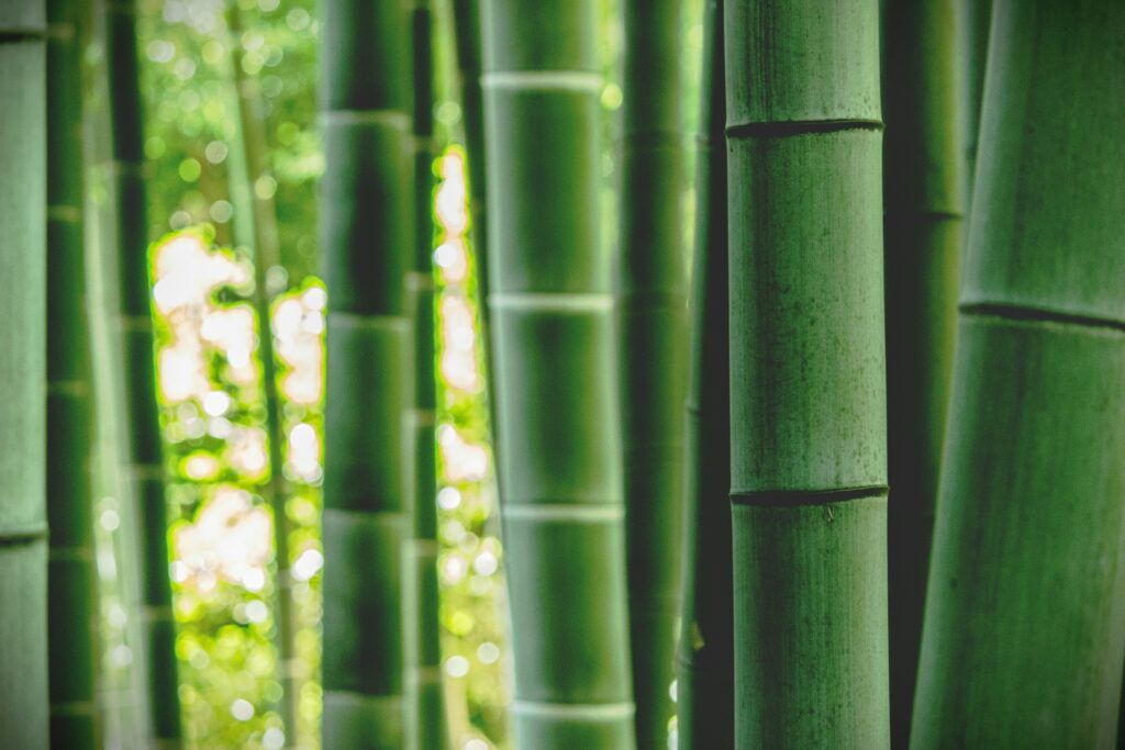 Close up image of bamboo plant.