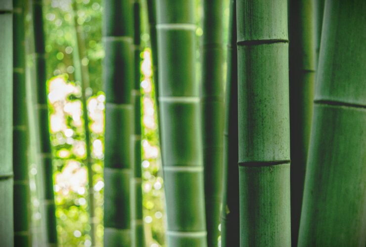 Close up image of bamboo plant.
