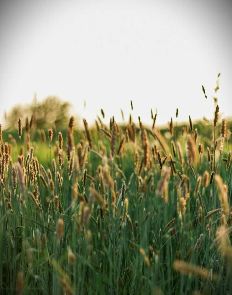 Field with oats in it.