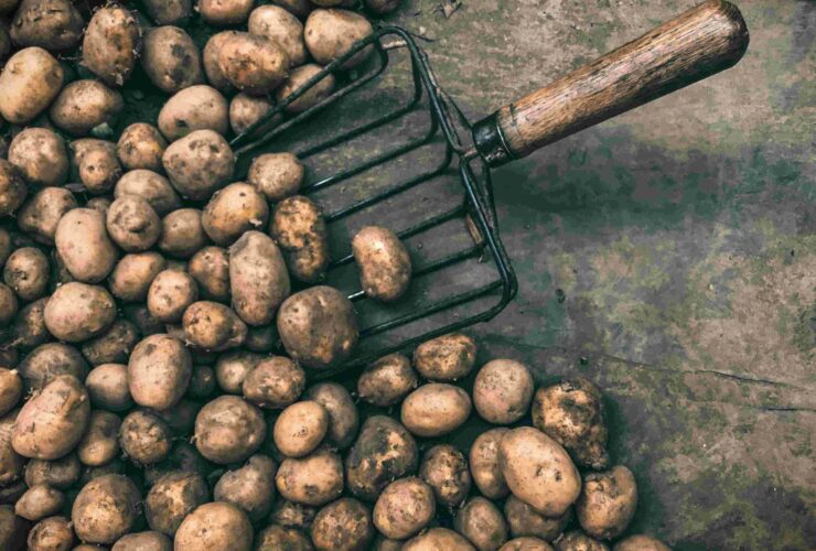 Freshly picked potatoes.