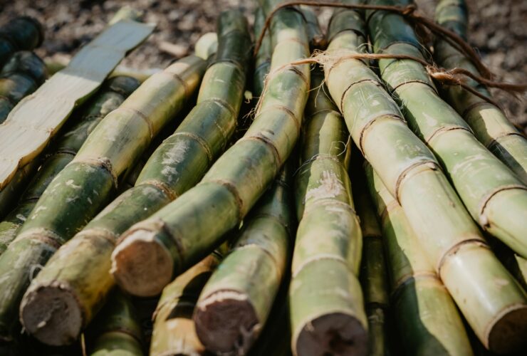 Stack of cut sugarcane plant.