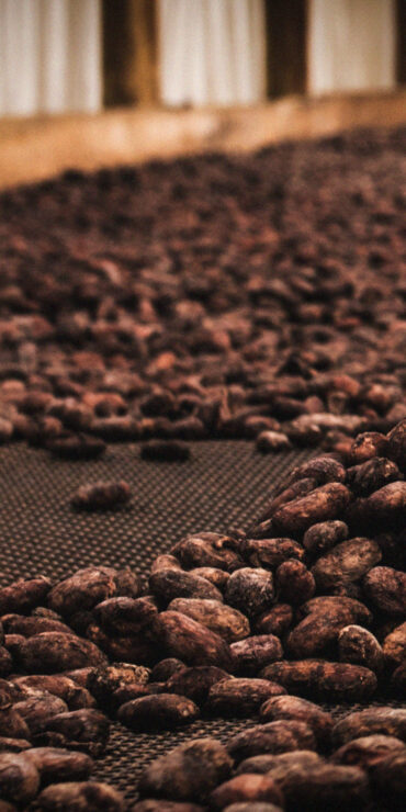 Cacao beans.