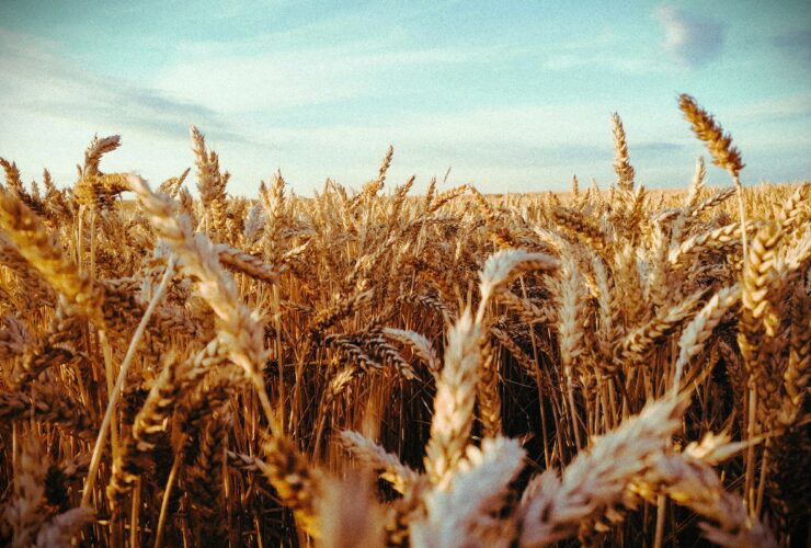 Close up panoramic of a wheat field.