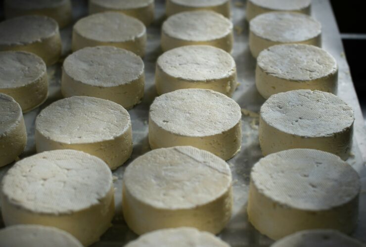 Wheels of cheese on a counter.