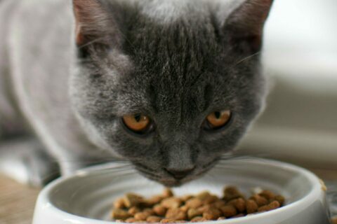 Cat looking at the camera whilst eating dry cat food.