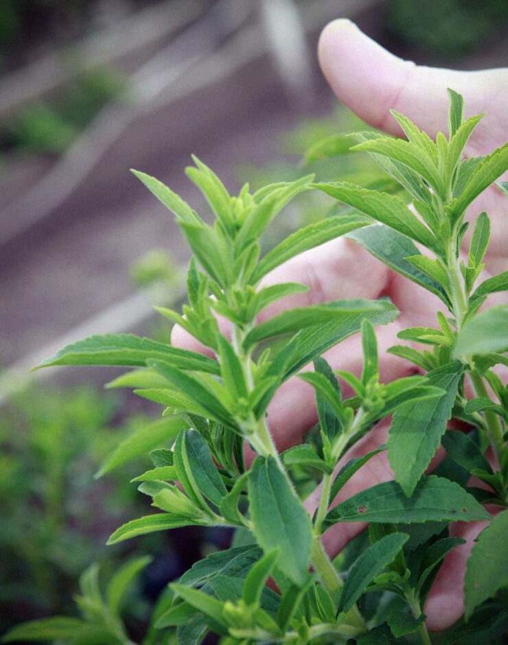 Man holding stevia plant.