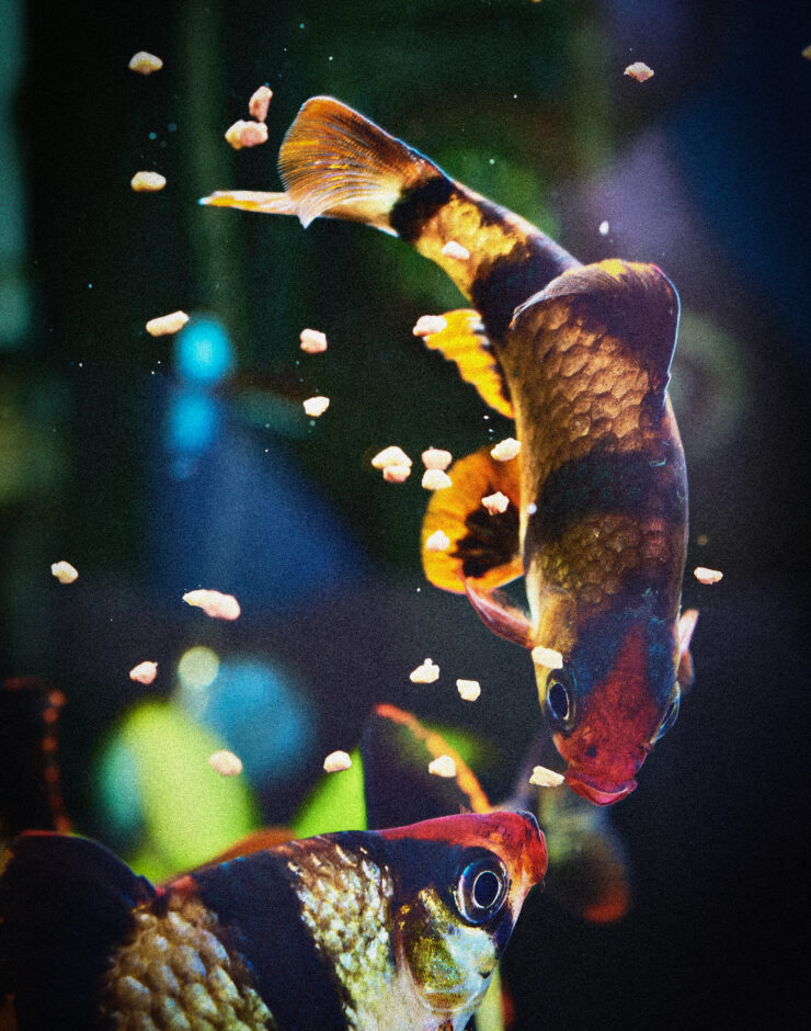 Two fish in a tank feeding on fish feed.