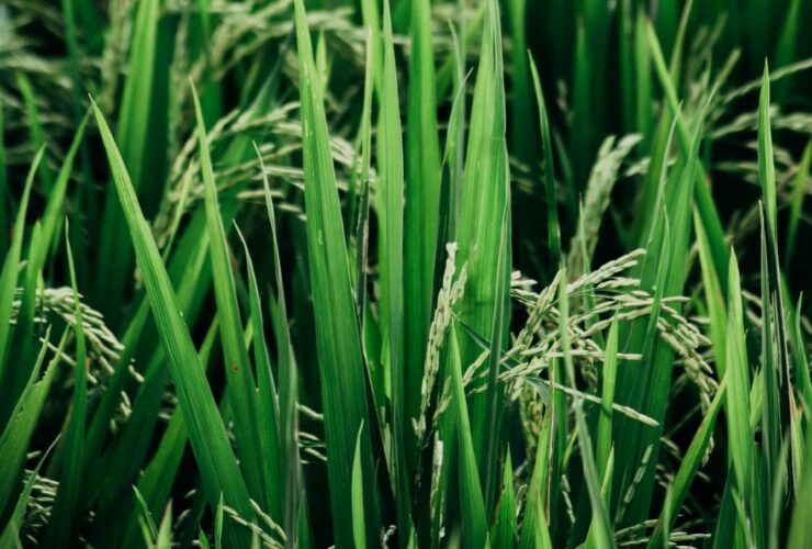 Close up image of rice fields