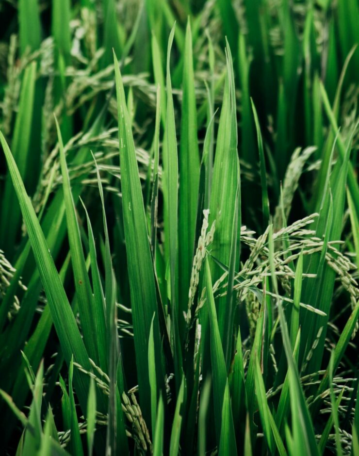 Close up image of rice fields