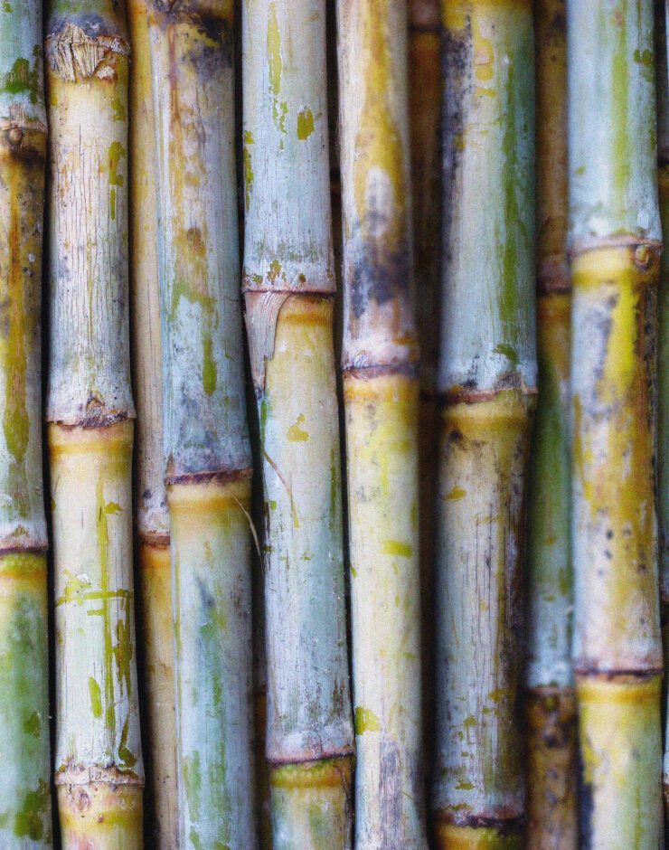 Sugar cane.