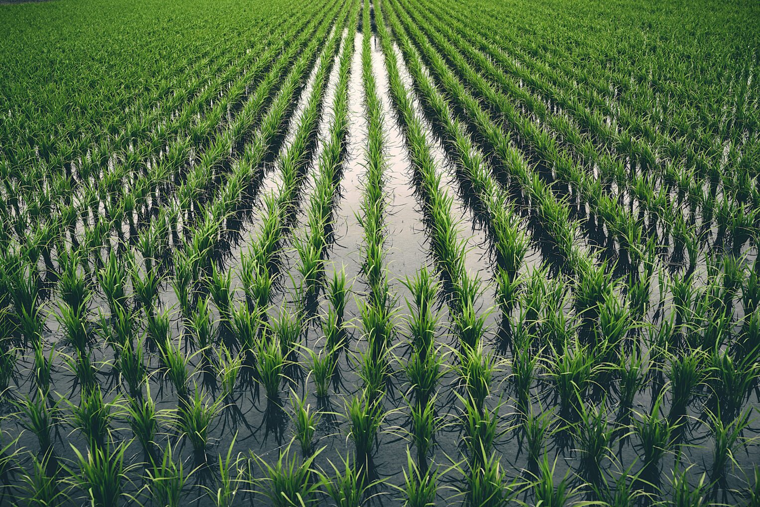 What is Rice Flour? Varieties, Applications and Supply Chain | Lehmann ...