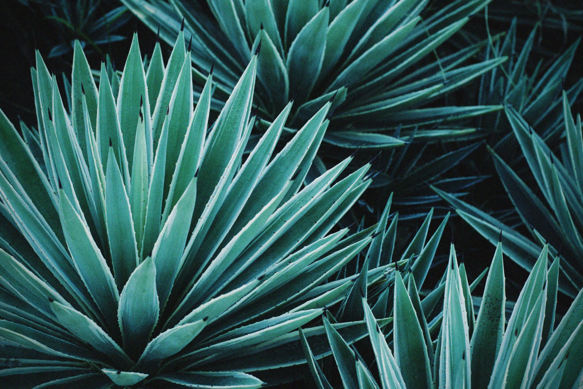 Agave plant.