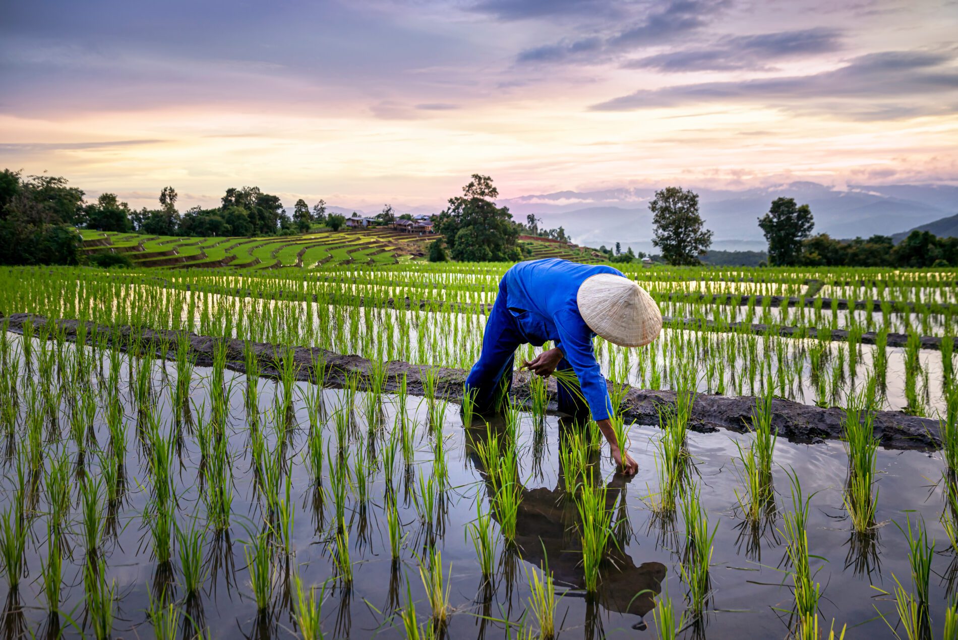 Rice field with farmer.