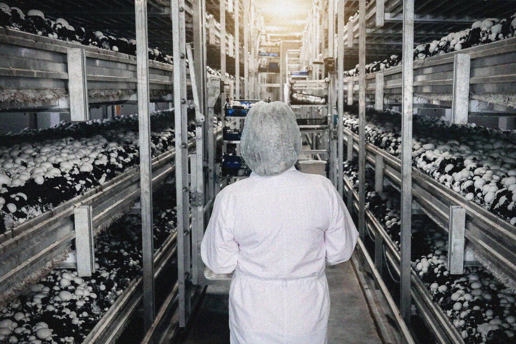 A person in a white coat and hairnet stands in a large indoor mushroom farm, surrounded by shelves filled with growing mushrooms under artificial lighting.