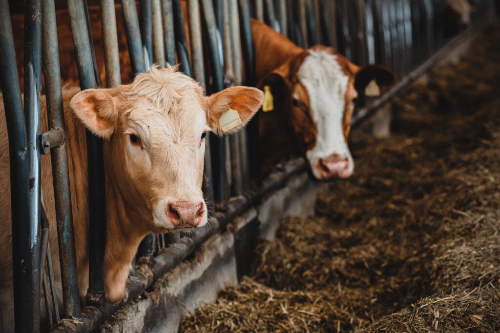 Two cows stand in a barn, with their heads through metal bars. The cow in the foreground is light brown, whilst the one behind is darker. Both have yellow ear tags and are surrounded by hay.